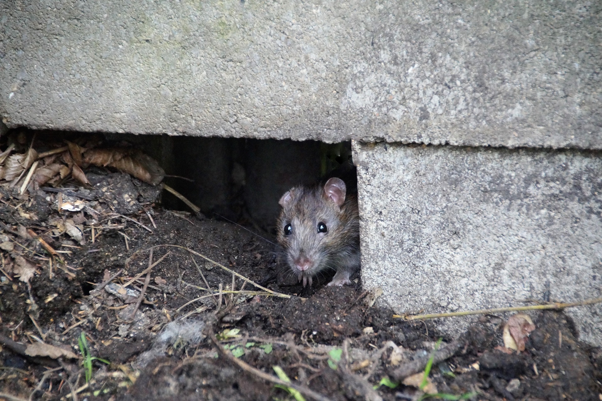 Mice & Rodents services in Eugene OR